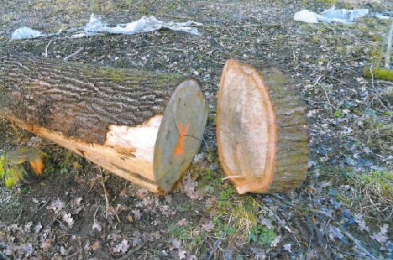 Ogłoszenie o sprzedaży drewna na pniu