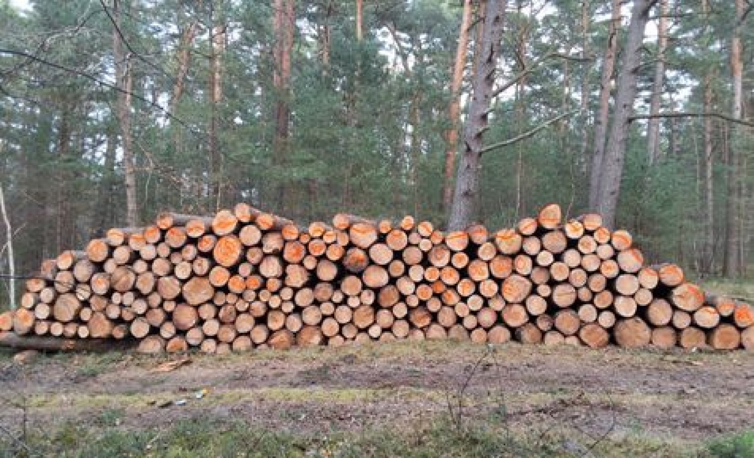 Ogłoszenie o sprzedaży drewna złożonego na gruncie